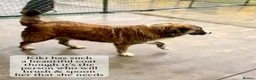Mixed Breed dogs for adoption: Kiki, 6 yrs approx. Reserved STC. - Advert 5