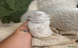 Shih Tzu dogs for sale: Imperial Lilac Dobie KC Reg - Image 6