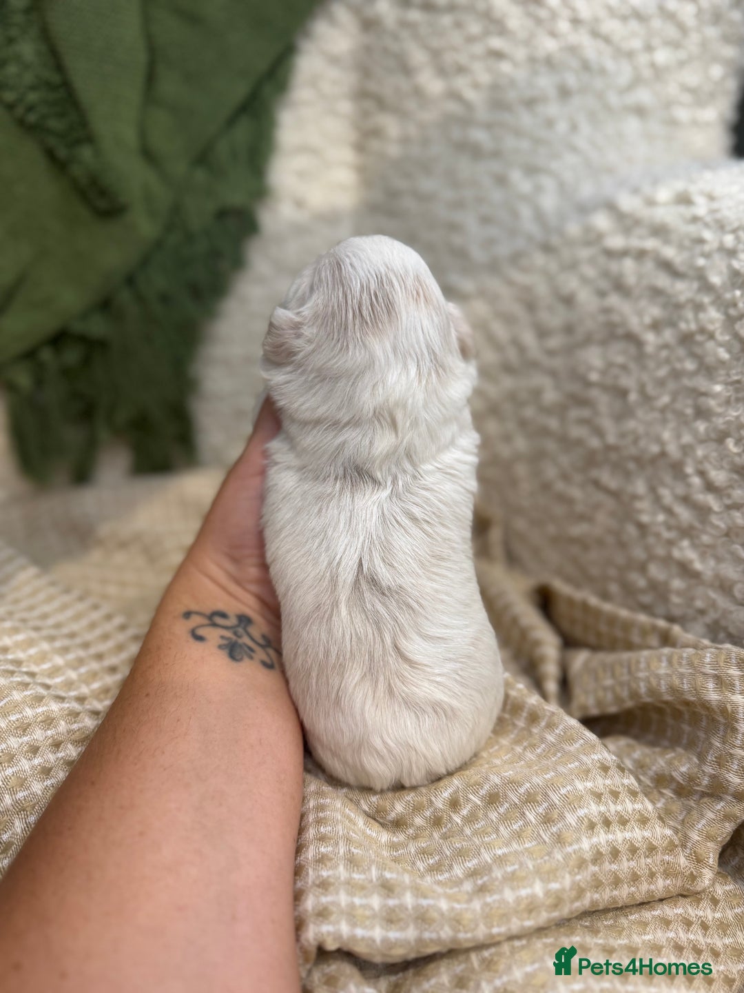 Shih Tzu dogs for sale: Imperial Lilac Dobie KC Reg - Image 6