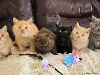 British Shorthair cats GCCF registered Imperial Grand Champion dad! 🏆 - Advert 5