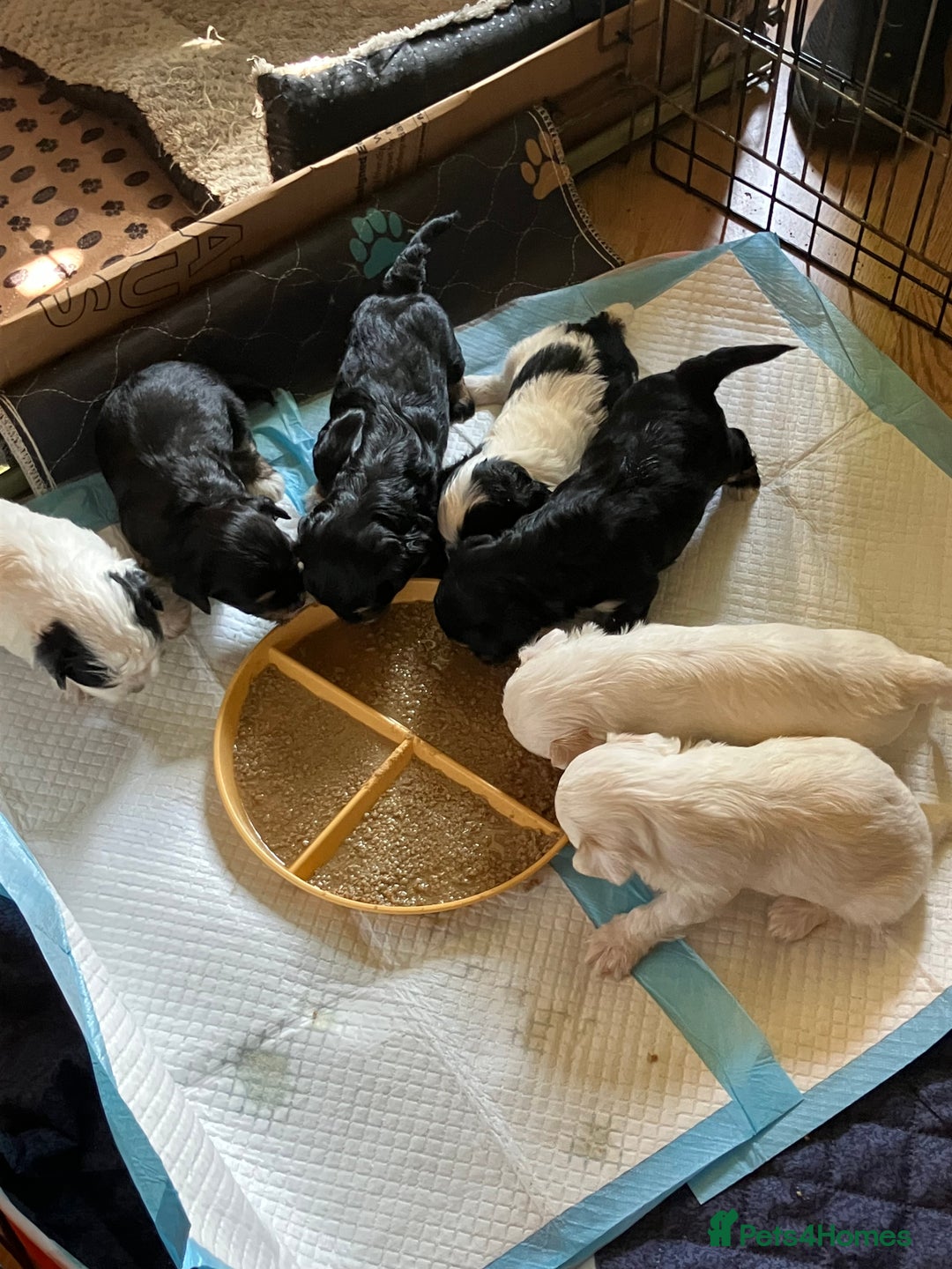 Mixed Breed dogs for sale: Tiny Korean Maltese / Havanese - Image 7