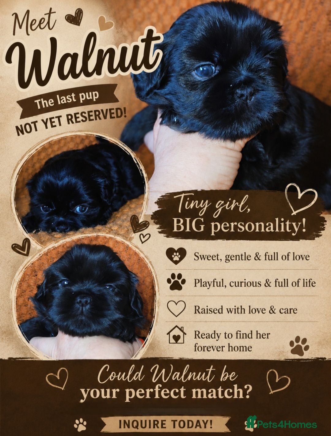 Shih Tzu dogs Beautiful Shih Tzu Puppies 5 girls 1 boy - Advert 2