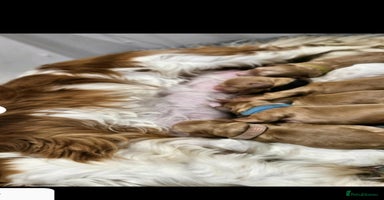 Cavapoo dogs - Advert 2