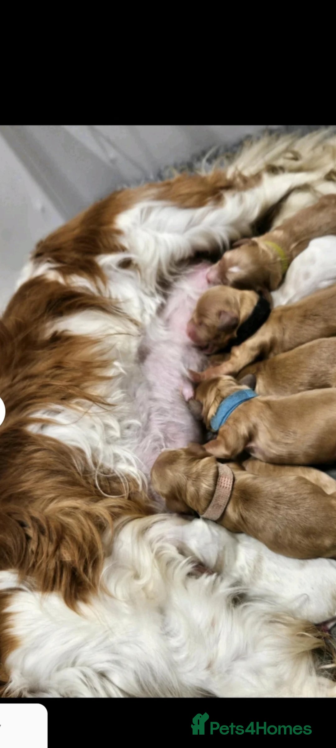 Cavapoo dogs for sale: Gorgeous Cavapoos ready for the perfect home 💖🏡 - Image 12