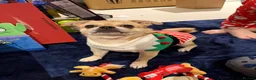 Pug dogs for sale: Ivy and Bailey to go together  in Sheerness - Advert 2