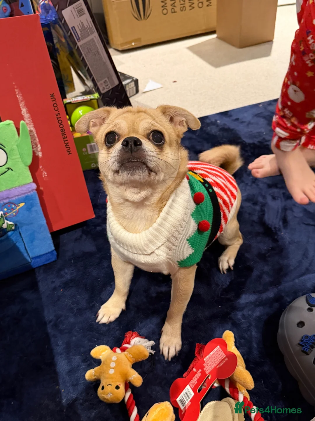 Pug dogs for sale: Ivy and Bailey to go together  in Sheerness - Advert 2