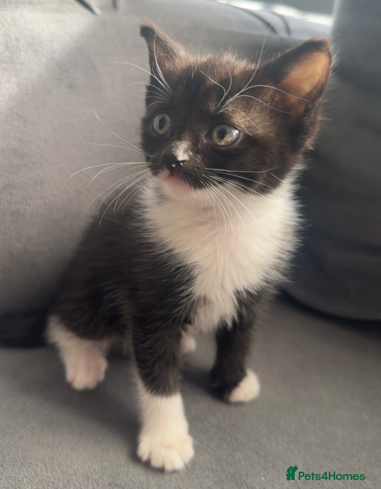 Mixed Breed cats Stunning longhaired female  - Advert 7