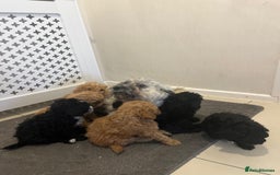 Cockapoo dogs for sale: Cockapoo F1B - Image 15