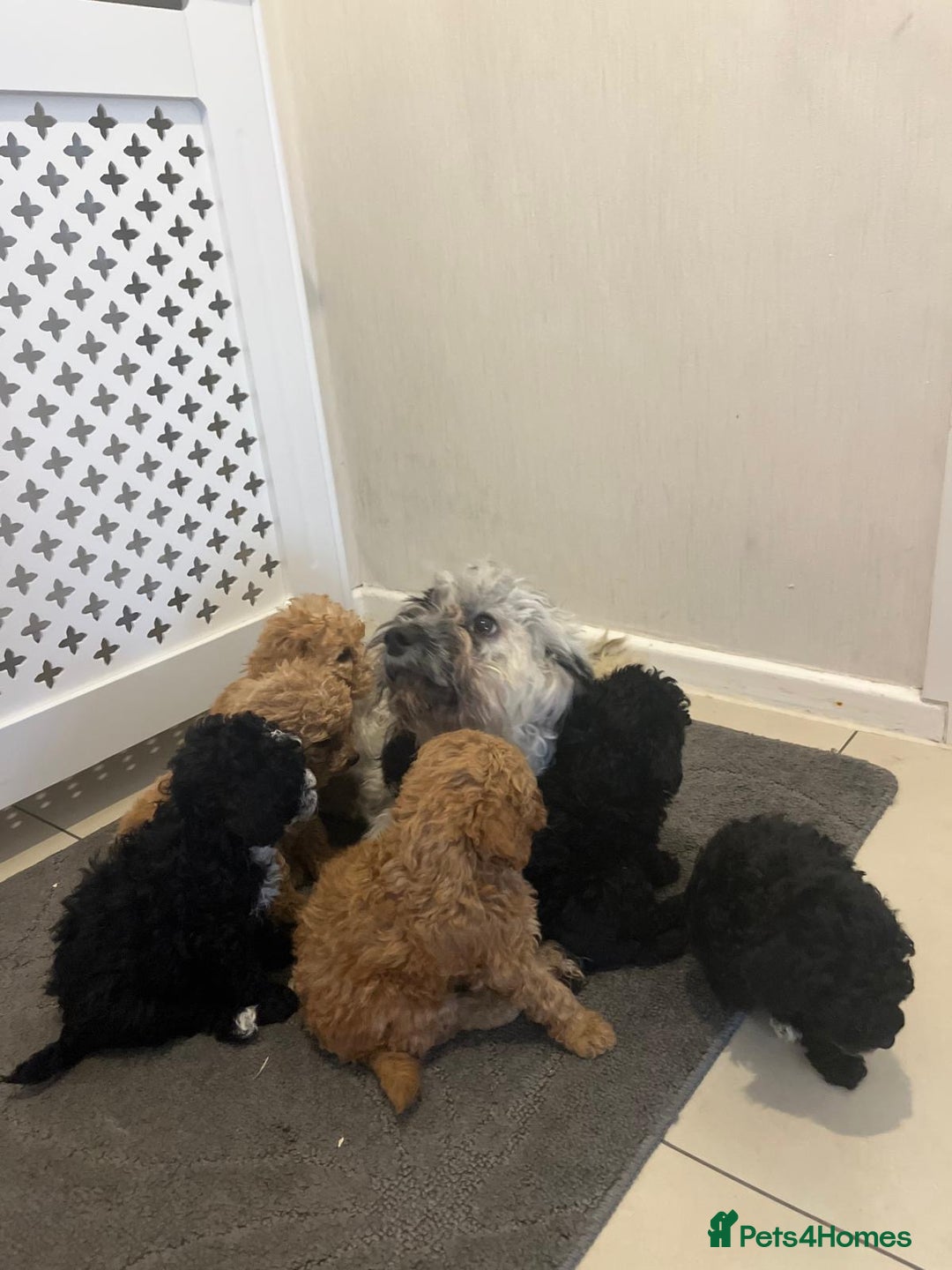 Cockapoo dogs for sale: Cockapoo F1B - Image 15