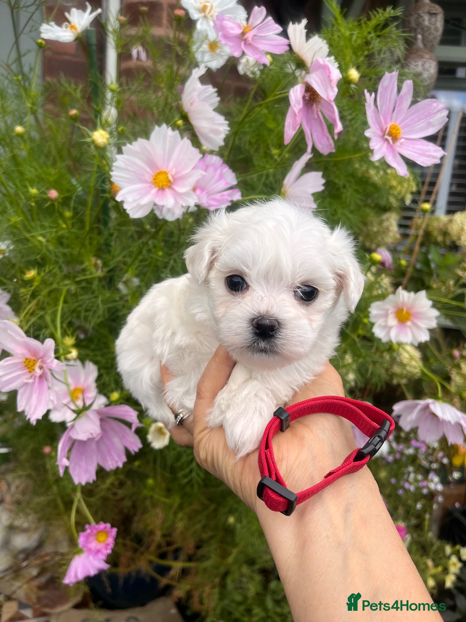 Maltese dogs Happy Tiny KC Reg Boys - Advert 1