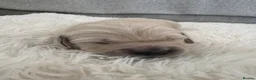 Golden Retriever dogs for sale: Golden retriever puppies  - Advert 8