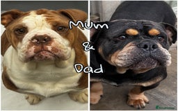 Olde English Bulldogge dogs for sale: Stunning Olde English pups - Image 12