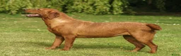 Labrador Retriever dogs for sale: Fox Red Labrador Puppies For Sale - Advert 6