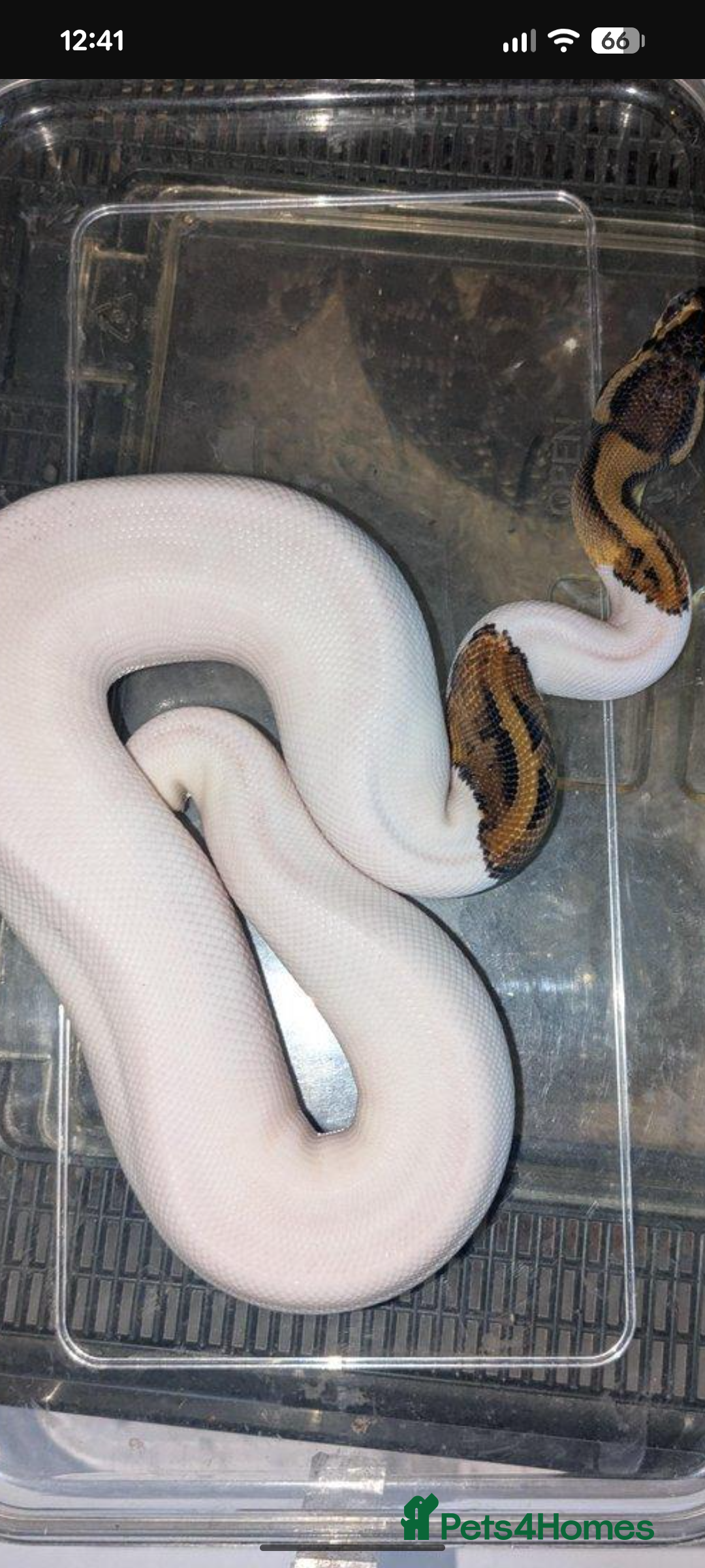 Python Snake reptiles Various Royal Pythons available  - Advert 9