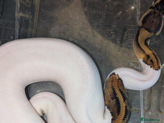 Python Snake reptiles Various Royal Pythons available - Advert 9