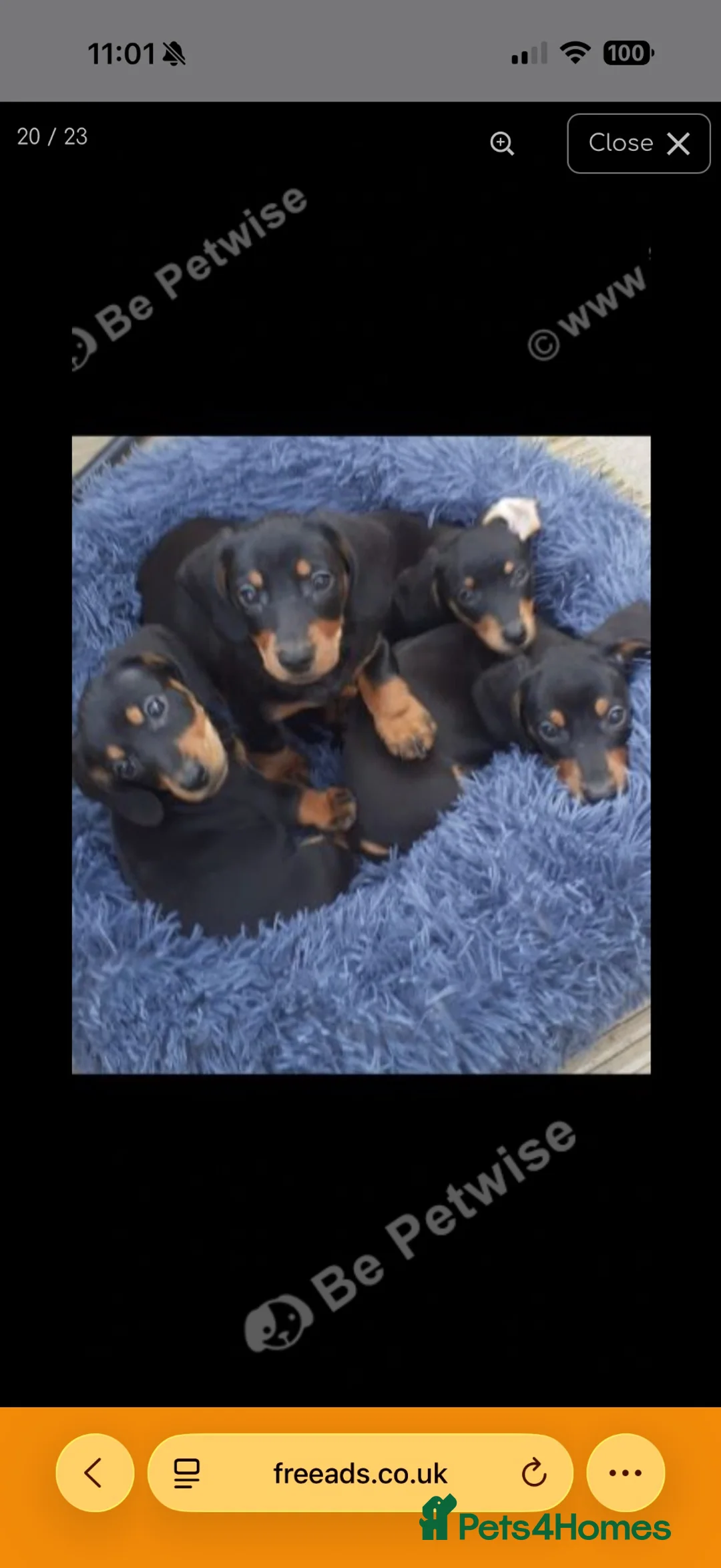 Miniature Dachshund dogs for sale: Gorgeous mini Dashhound  in Doncaster - Advert 10