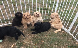 Newfypoo dogs for sale: AMAZING NEWFYPOO TEDDYBEARS  - Image 8