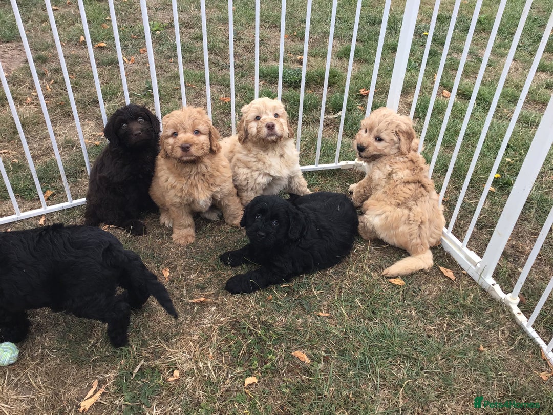 Newfypoo dogs for sale: AMAZING NEWFYPOO TEDDYBEARS  - Image 8