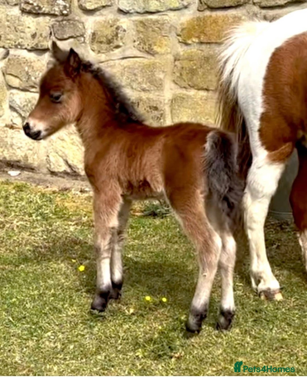 Miniature horses for sale: Tamila Billys Heartbreaker - Advert 1