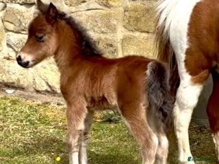 Miniature horses Tamila Billys Heartbreaker - Advert 3
