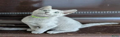 Russian Blue 2