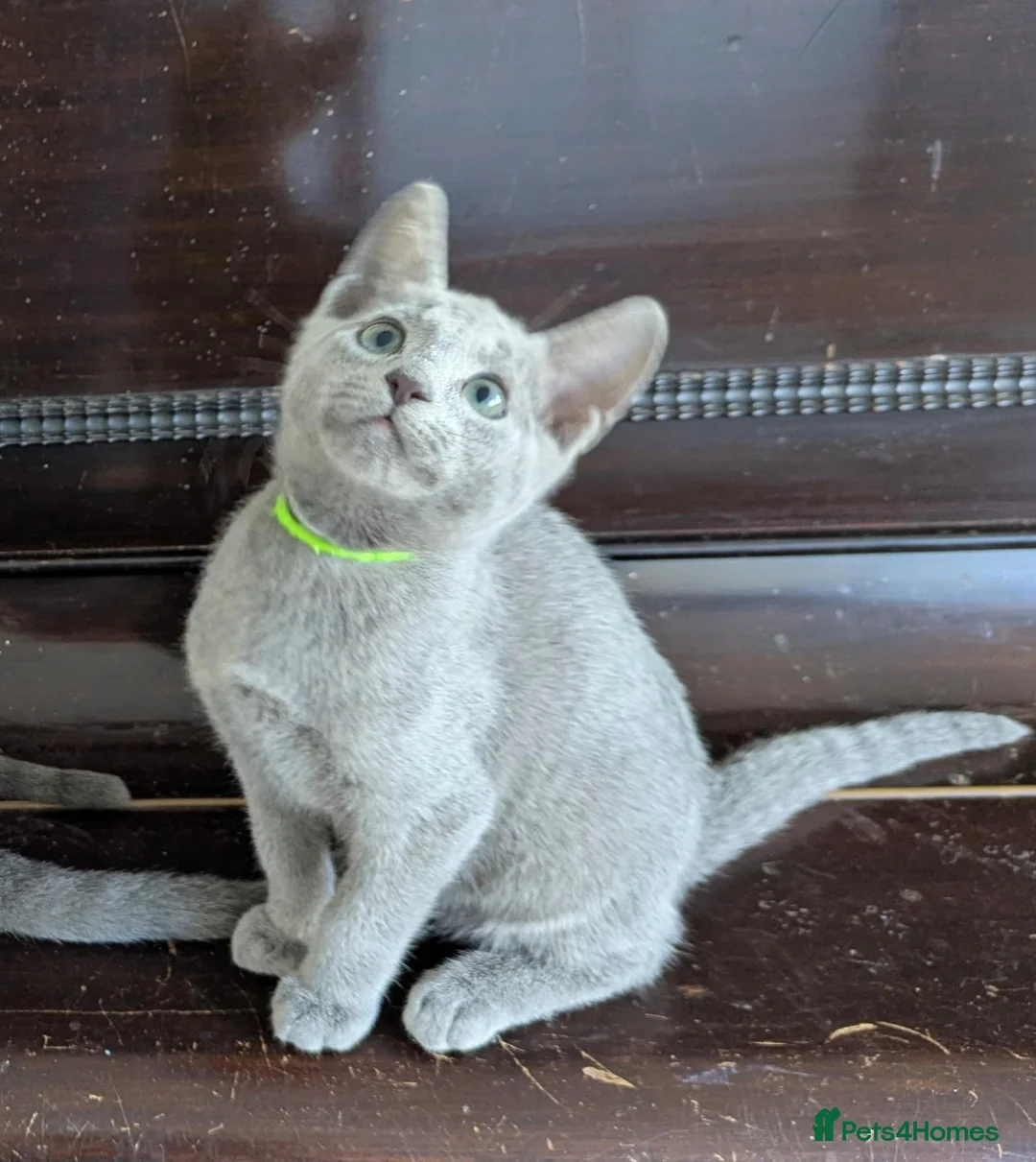 Russian Blue cats for sale: Affectionate Pedigree Kittens Ready Now - Advert 15