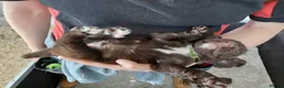Sprocker dogs for sale: Sprocker pups for sale ( Springer x Cocker) - Advert 10