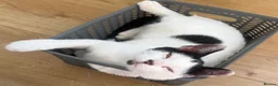 Mixed Breed cats for sale: 2 beautiful males needs to be rehomed - Advert 8