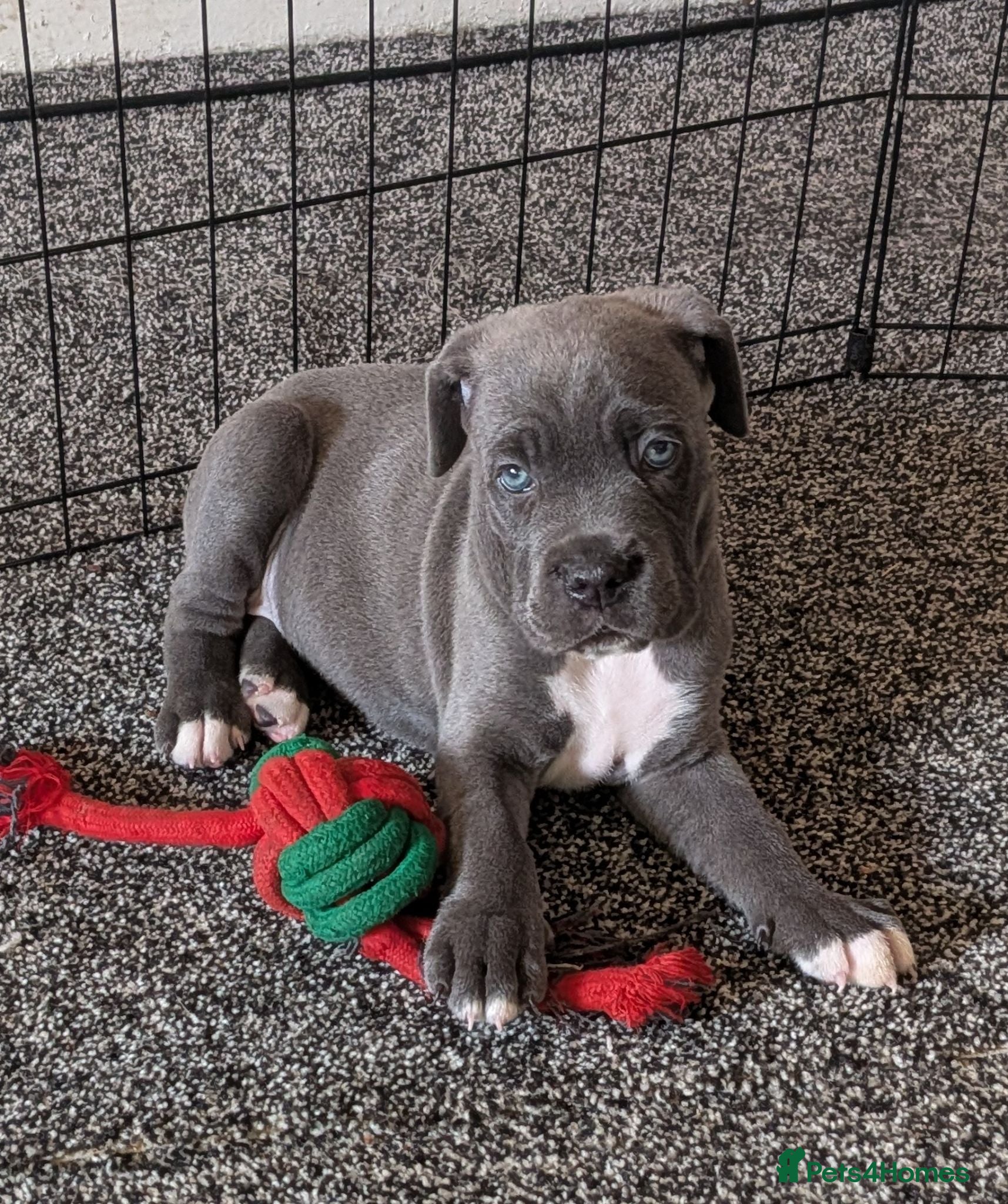 Cane Corso dogs 8 Beautiful Cane Corso Pups - Advert 8
