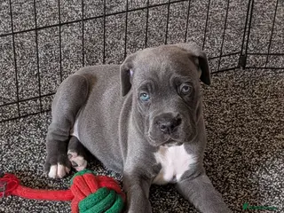 Cane Corso dogs 8 Beautiful Cane Corso Pups - Advert 8