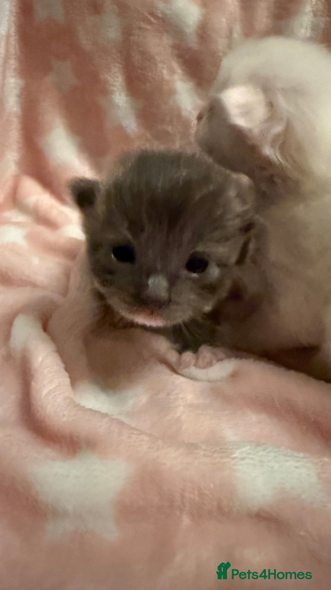 Ragdoll cats for sale: Stunning Ragdoll Kittens girl and boys  - Advert 16