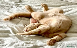 Domestic Shorthair cats for sale: William & Harry (The Royals) - Image 11