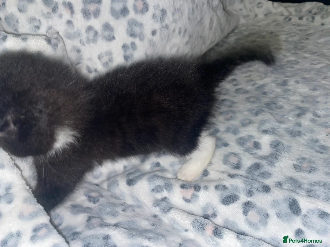 Mixed Breed cats for sale: ready to leave now! black and white kittens - Advert 17
