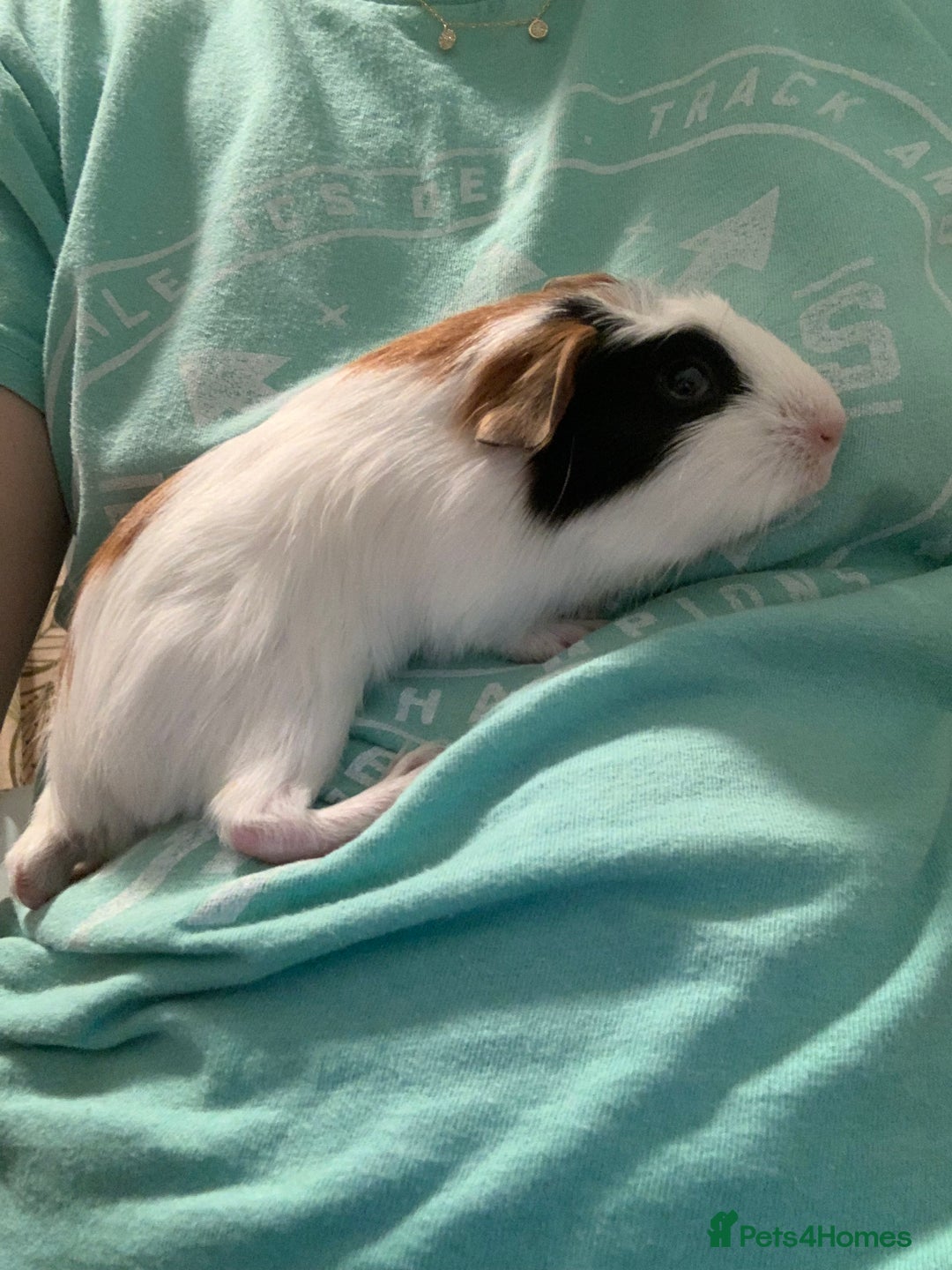 Guinea Pig rodents for sale: Guinea pigs for sale - Image 2