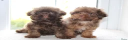 Shihpoo dogs for sale: Chocolate shihpoo’s  - Advert 6