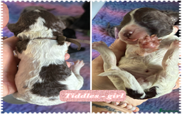 Cockapoo dogs for sale: Beautiful F2b Cockapoo Puppies 1M 1F available - Image 15