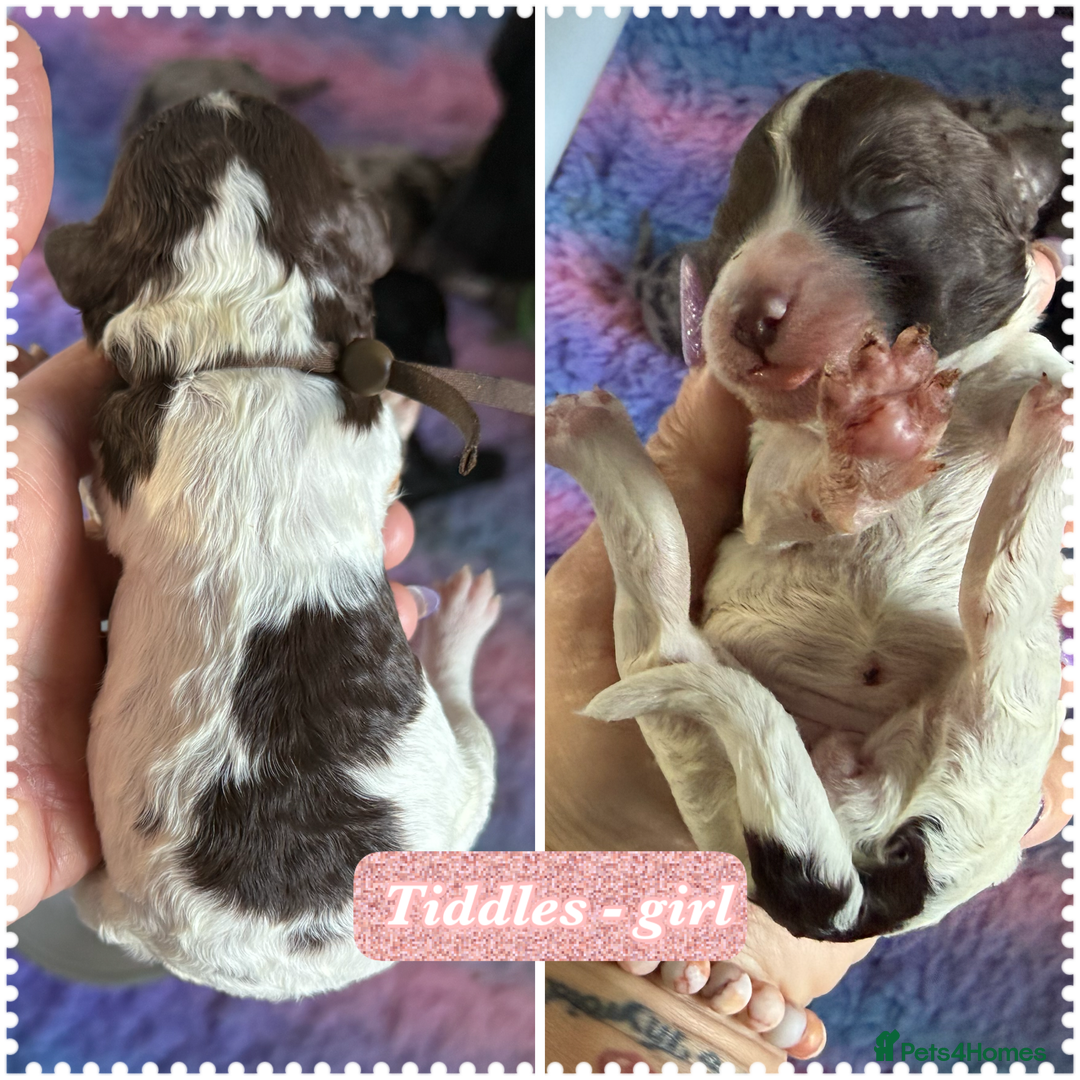 Cockapoo dogs for sale: Beautiful F2b Cockapoo Puppies 1M 1F available - Image 15