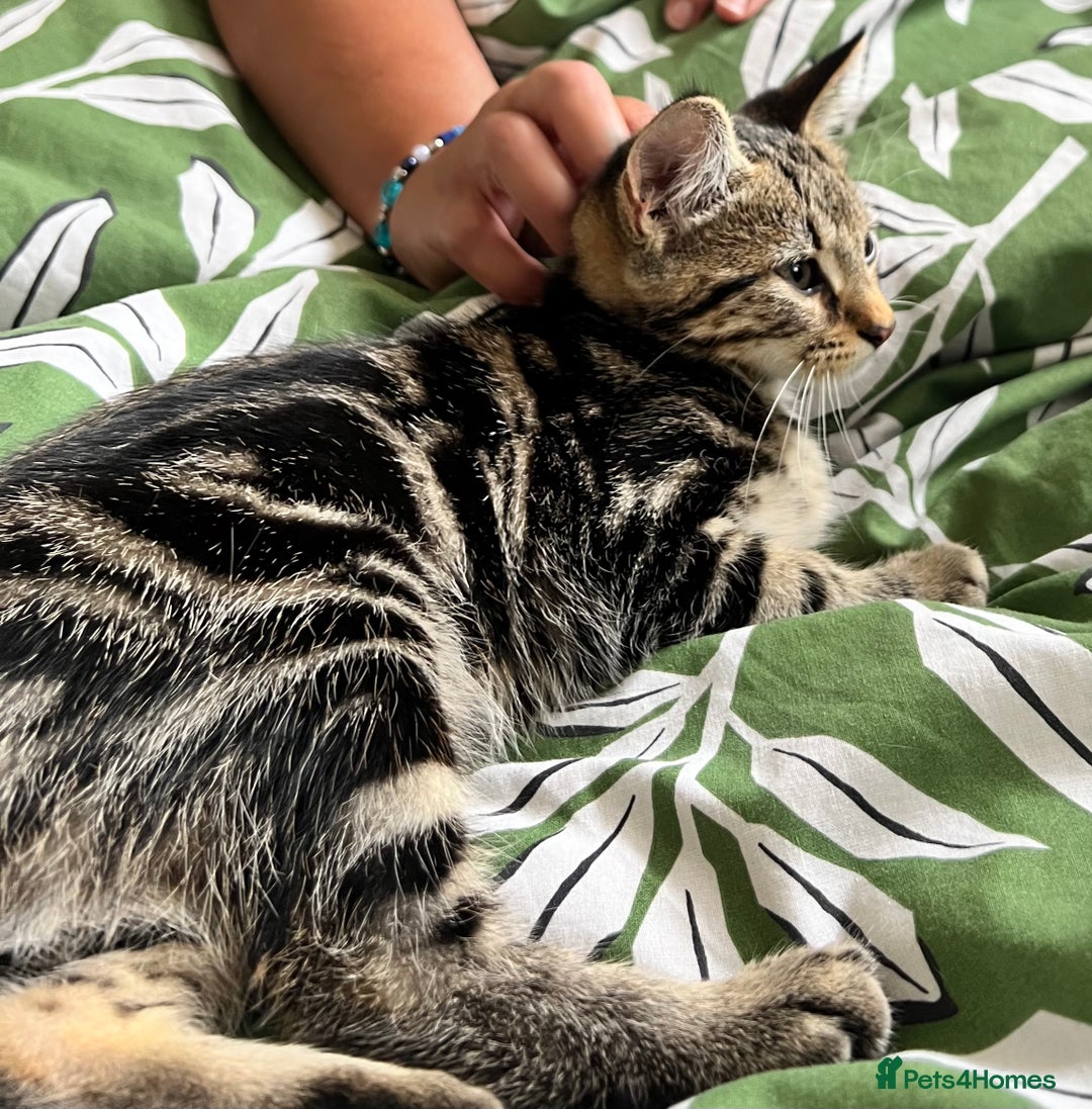 Maine Coon cats for sale: Female Tabby Kitten Ready for Rehoming  - Image 3