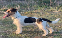 Jack Russell dogs for stud: Jack Russell for Stud in Ipswich - Image 6
