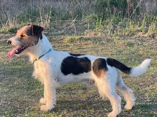 Jack Russell dogs Jack Russell for Stud - Advert 3