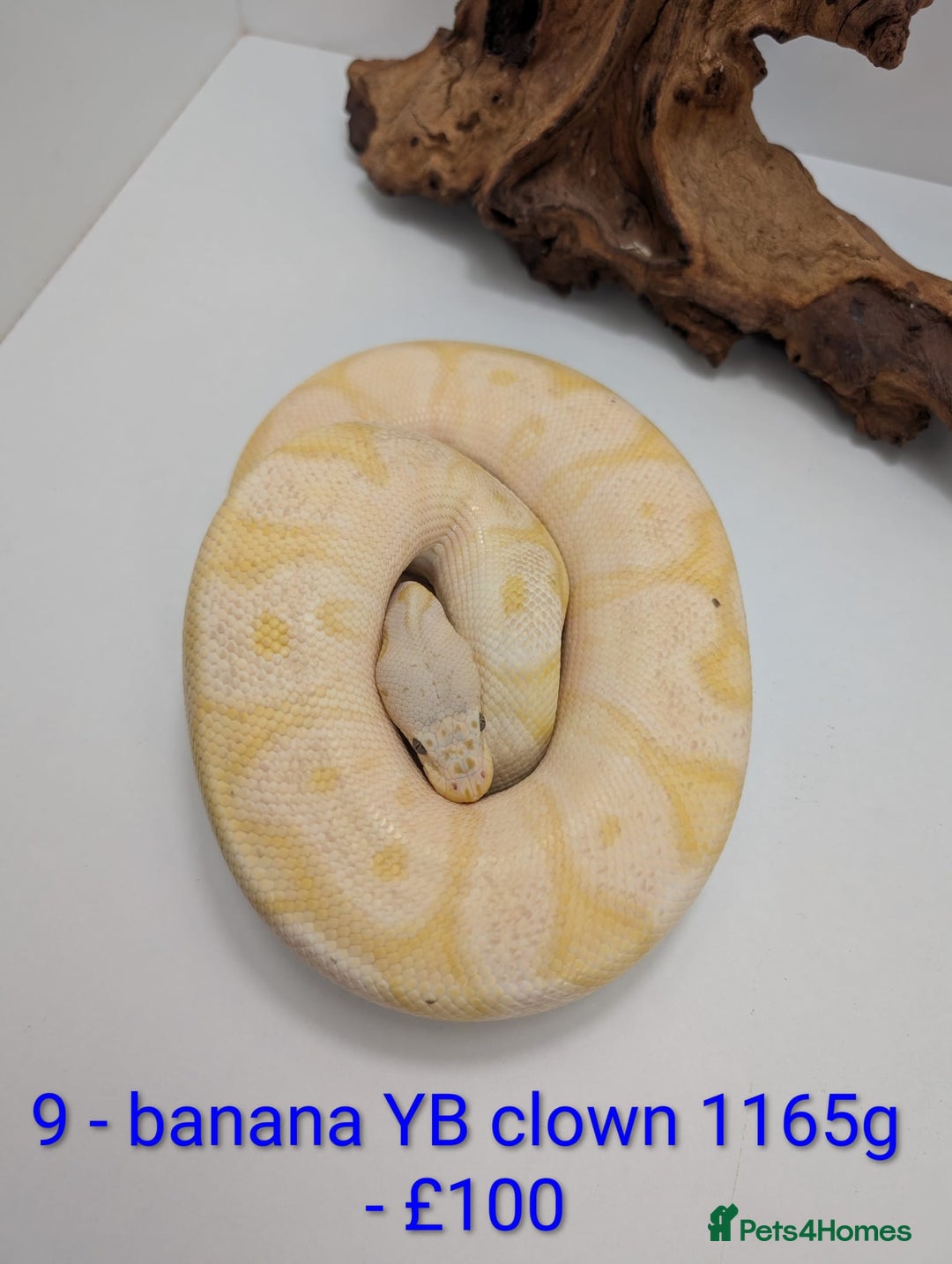 Python Snake reptiles for sale: Mixed morph ball pythons - Advert 9