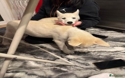 Siberian Husky dogs for sale: The last 2 from 6 siberian creamy husky  - Image 1
