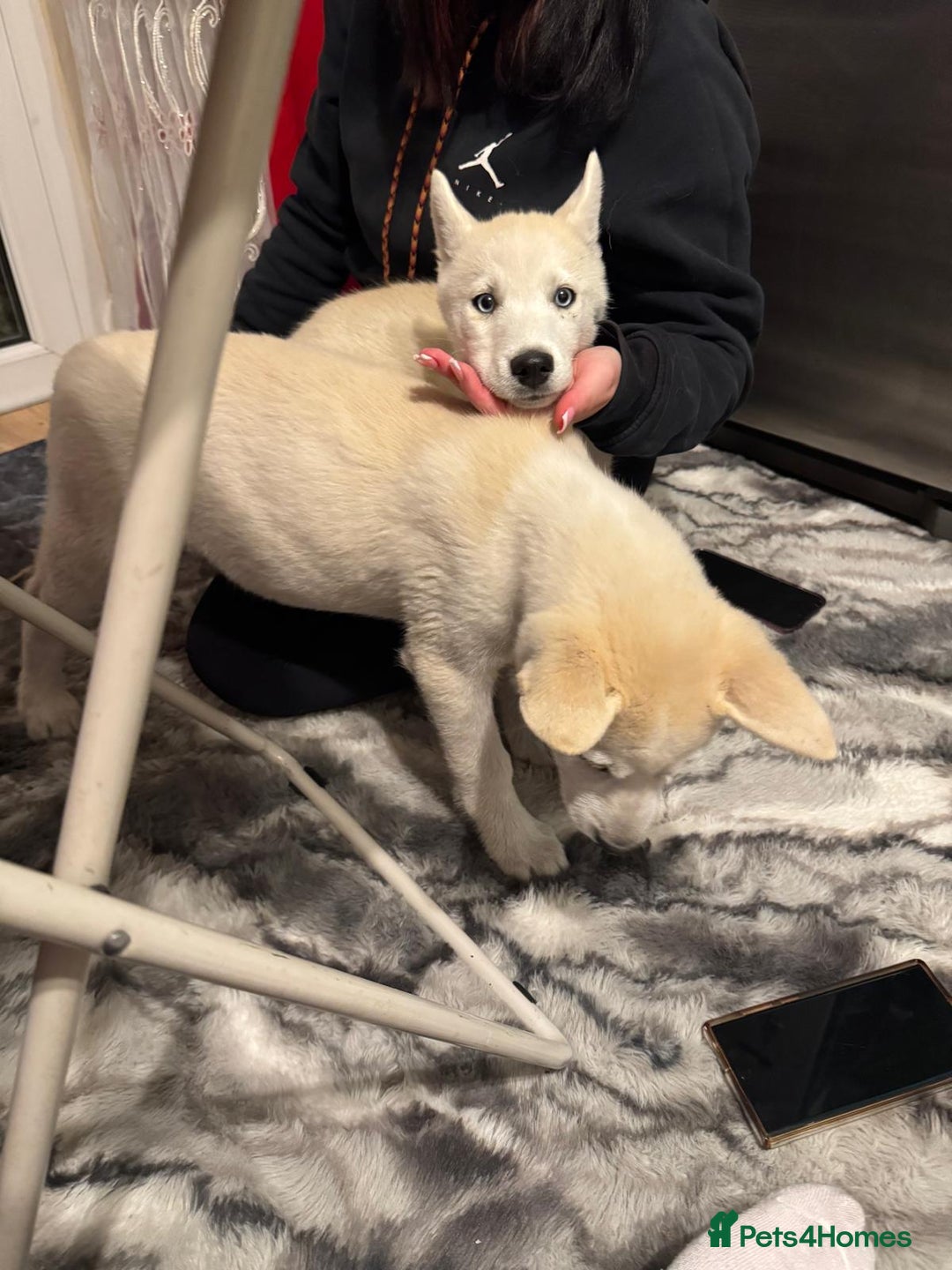 Siberian Husky dogs for sale: The last 2 from 6 siberian creamy husky  - Image 1