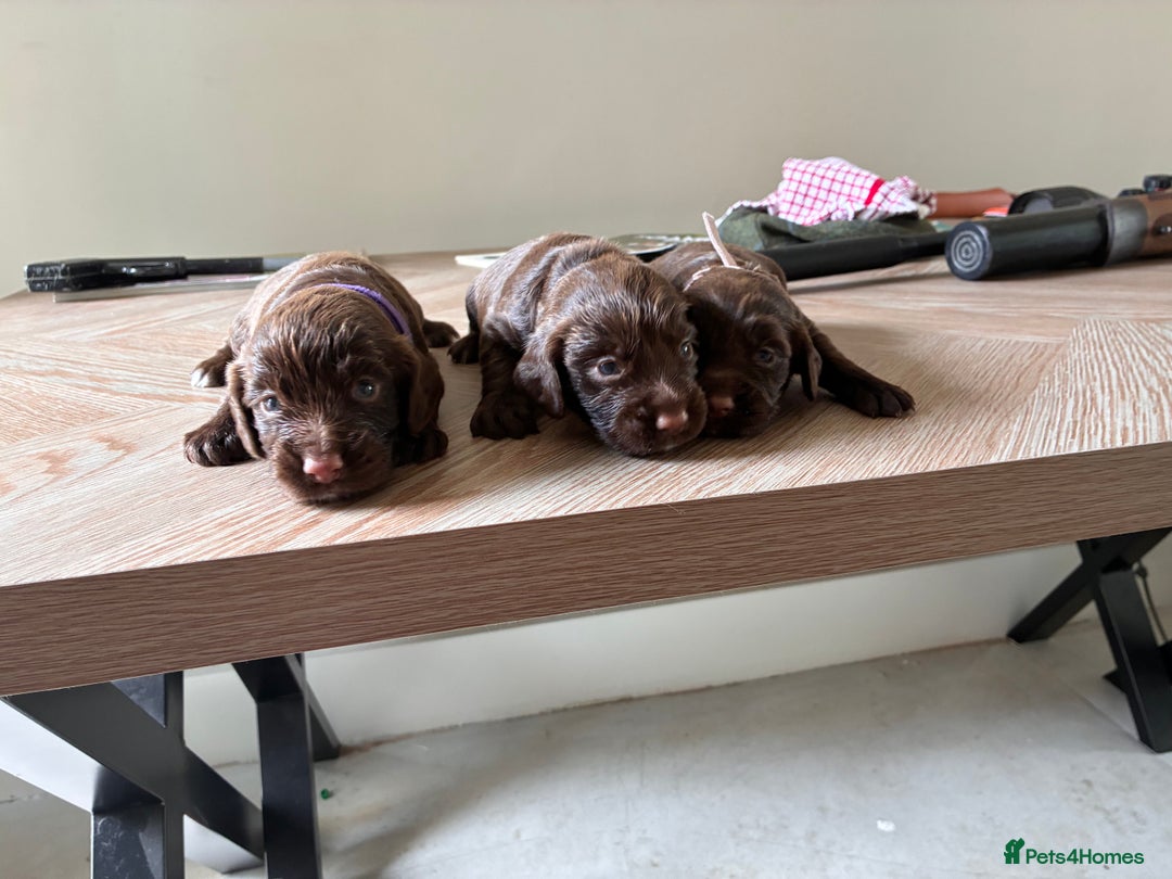 Cocker Spaniel dogs for sale: Well bred KC working cockers  - Image 5