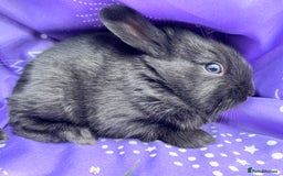 Mixed Breed rabbits for sale: English X New Zealand White babies - Image 3