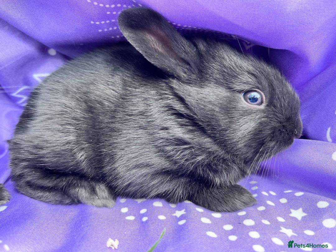 Mixed Breed rabbits for sale: English X New Zealand White babies - Image 3