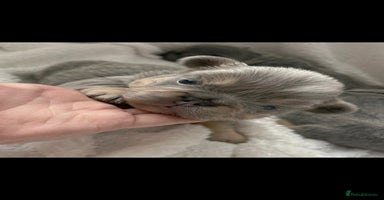 French Bulldog dogs - Advert 1