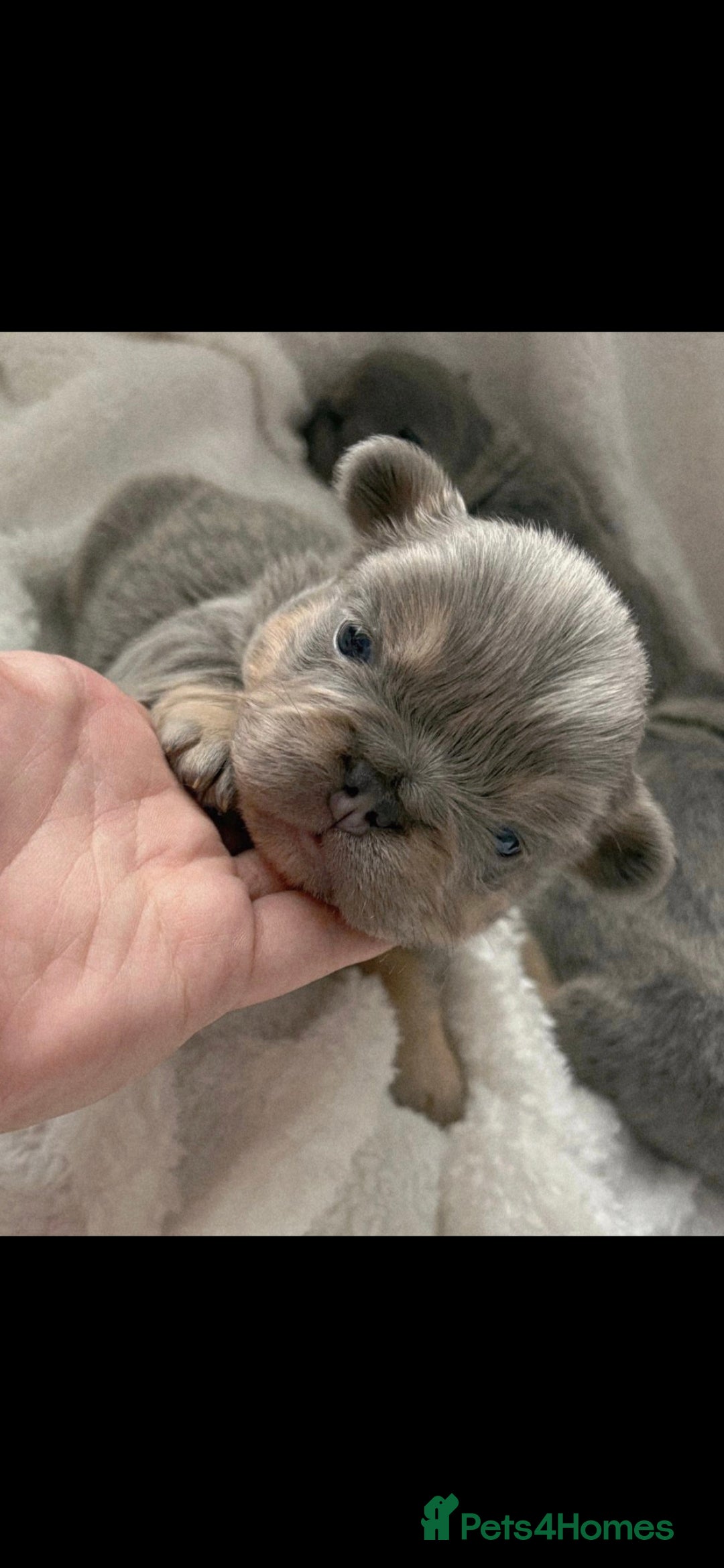 French Bulldog dogs for sale:  🐾Fluffy French Bulldog Isabella&Tan Boys🐾 - Image 3