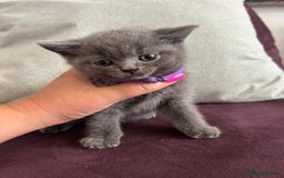 British Shorthair cats for sale: pedigree GCCF kittens available in 2 weeks time! - Image 7
