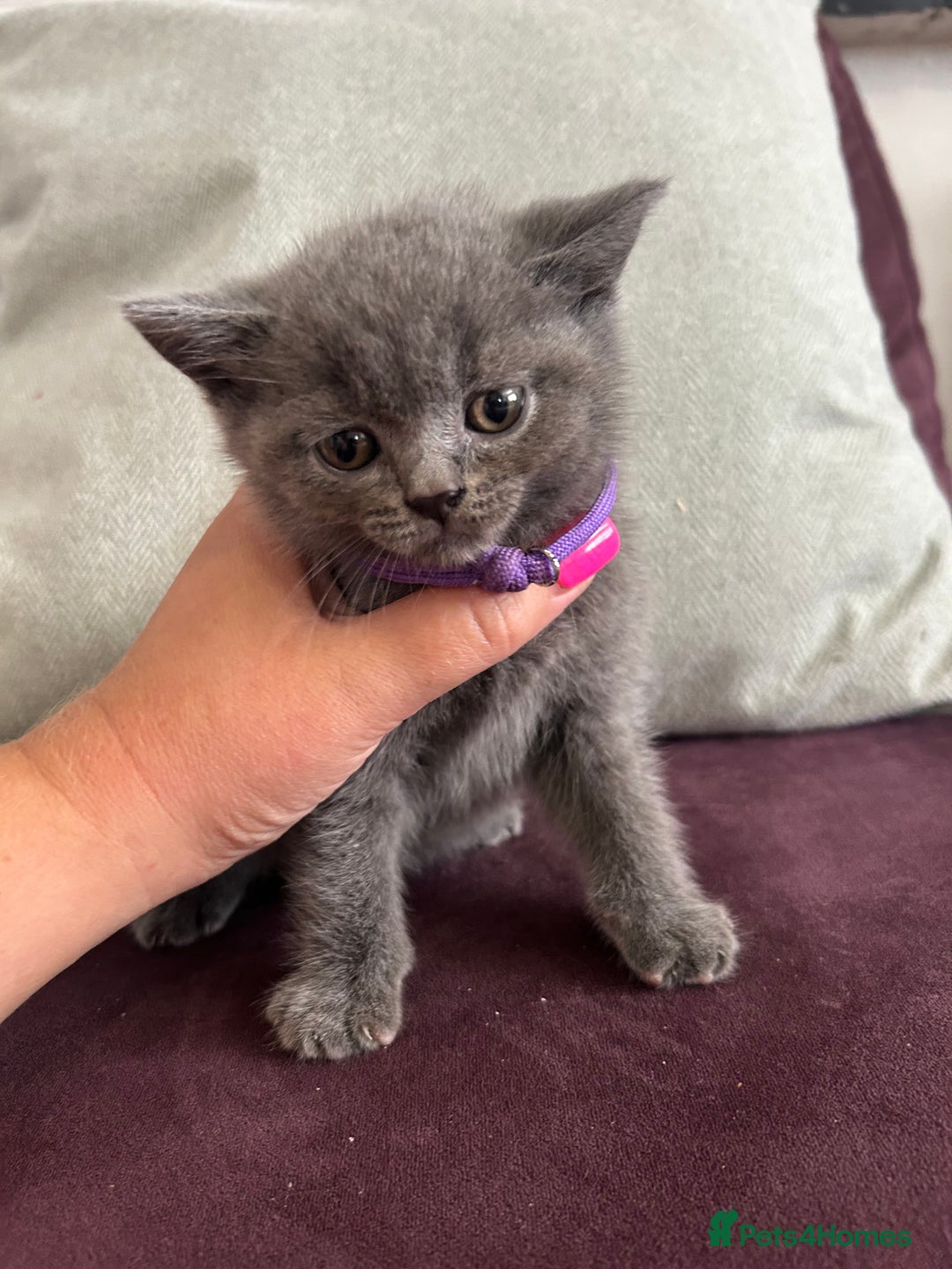 British Shorthair cats for sale: pedigree GCCF kittens available in 2 weeks time! - Image 7